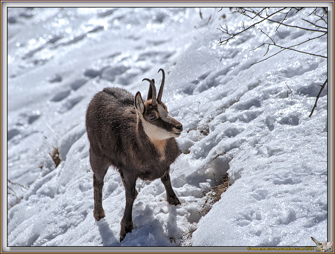 Chamois